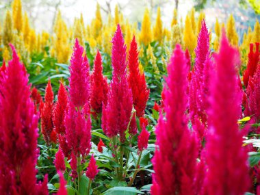 Güzel Park kırmızı ve sarı çiçek çiçeklenme