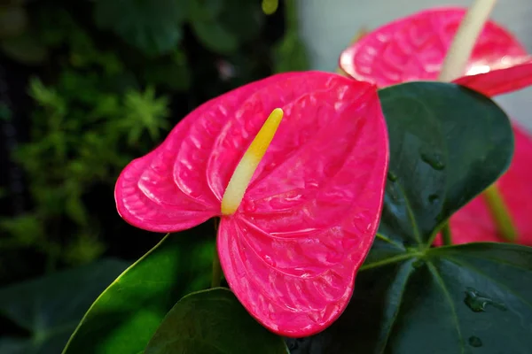 Flores Anthurium Rosa Brillante Que Florecen Parque Ciudad —  Fotos de Stock