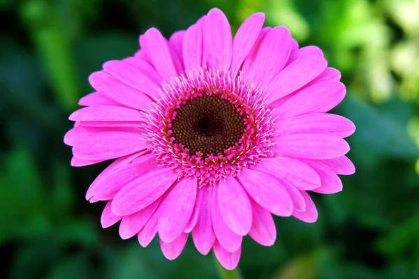 Doce Rosa Gerbera Margarida Flor Florescendo Jardim — Fotografia de Stock