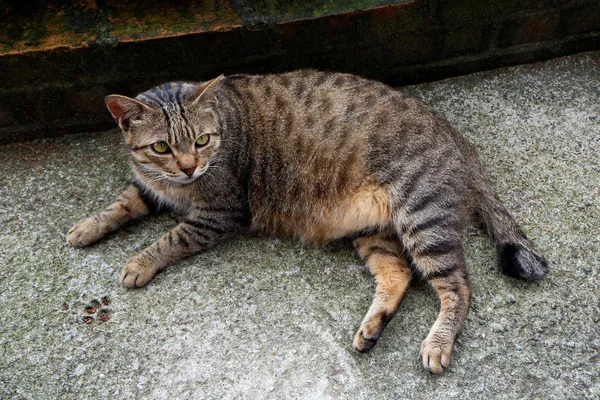 Беременная Азиатская Кошка Расслабляется Лежит Полу — стоковое фото