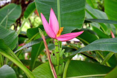 Şehir Parkı Egzotik Pembe Muz Çiçek Blooming