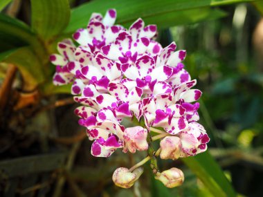 Güzel Pembe / Mor ve Beyaz Orkide Çiçekler bahçede blooming