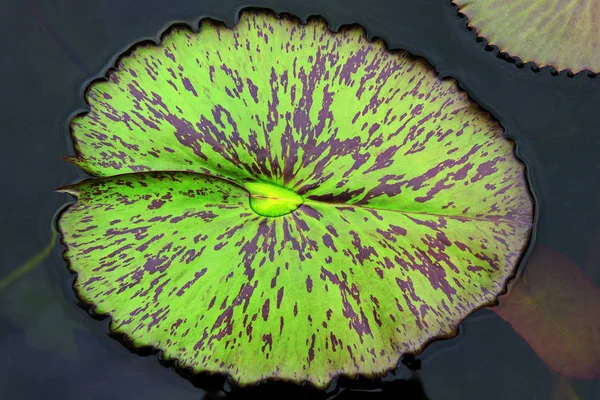 Closeup Photo Beautiful Waterlily Leaf Pond — Stock Photo, Image