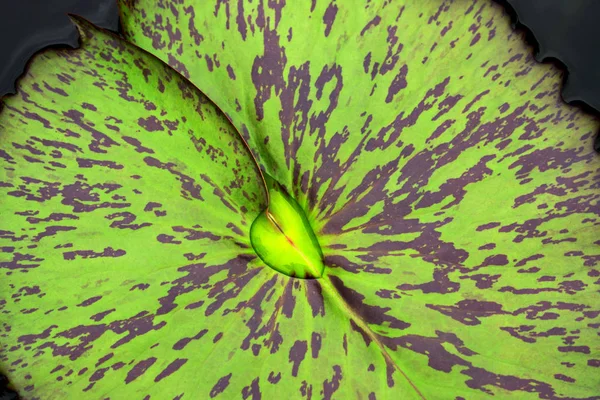 Closeup Fotó Gyönyörű Waterlily Leaf Többiekkel — Stock Fotó