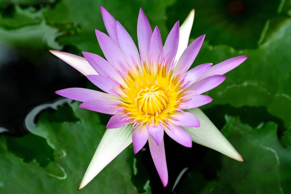 Belle Fleur Nénuphar Pourpre Fleurissant Dans Étang — Photo