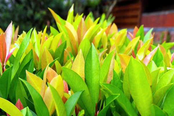 Bonitas Plantas Tropicais Jardim Com Folhas Coloridas — Fotografia de Stock