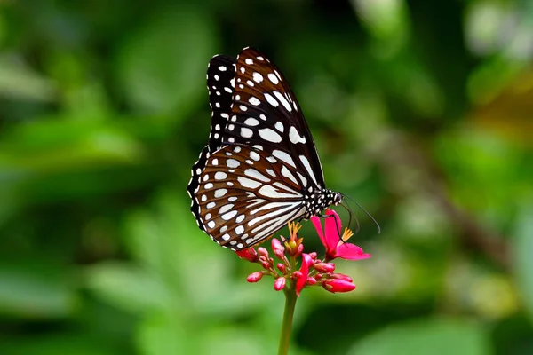 Gyönyörű Fekete Fehér Pillangó Perching Vörös Virágok — Stock Fotó
