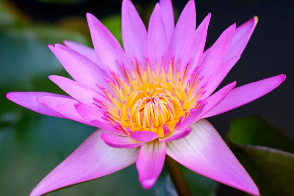 Красива Рожева Фіолетова Квітка Водяної Лілії Ставку — стокове фото