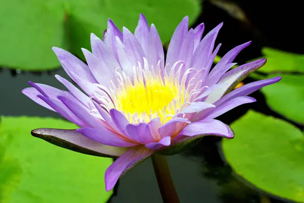 Красива Пурпурова Водяна Лілія Квітка Квітуча Ставку — стокове фото