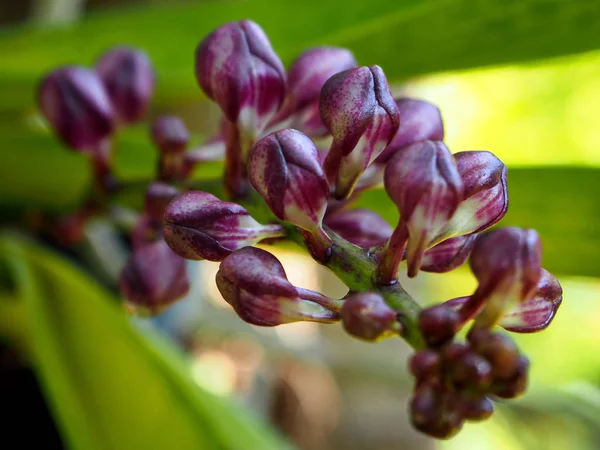 Hermosa Orquídea Púrpura Brotes Jardín —  Fotos de Stock