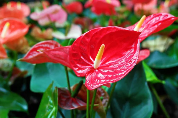 庭に咲く美しい赤いアンスリウムの花 — ストック写真