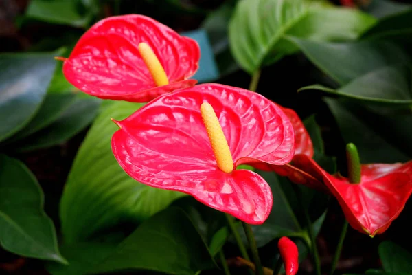 Krásný Červený Anthurium Květiny Kvetoucí Zahradě — Stock fotografie