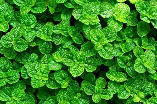 Fresh Peppermint Leaves Background Texture Wallpaper — Stock Photo, Image