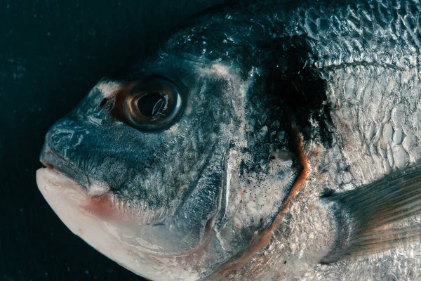 Fresh Raw Fish Dark Background Close Head Golden Snapper — Stock Photo, Image