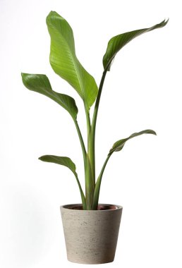 Beyaz arka plan üzerinde izole STERLİÇYA Viktorya, Heliconia, cennet kuşu yeşillik