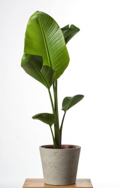 Beyaz arka plan üzerinde izole STERLİÇYA Viktorya, Heliconia, cennet kuşu yeşillik