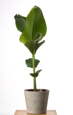 Beyaz arka plan üzerinde izole STERLİÇYA Viktorya, Heliconia, cennet kuşu yeşillik