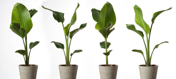 Group of Strelitzia reginae, Heliconia, Bird of paradise foliage isolated on white background.
