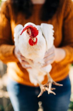 Beyaz tavuk tutan kadın