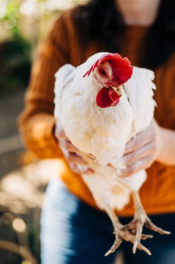 Beyaz tavuk tutan kadın
