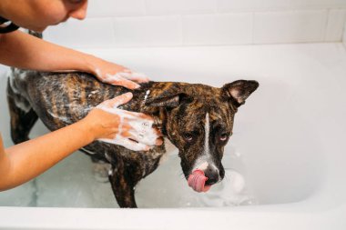 Kadın Onu Amerikan Staffordshire Terrier veya Amstaff köpek Banyo. Mutluluk köpek bir kabarcık banyo alarak.