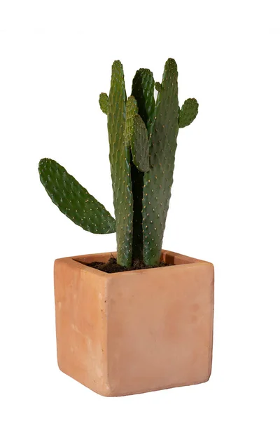 Растение кактуса в глиняном горшке на белом фоне. Суккуленты или кактусы . — стоковое фото