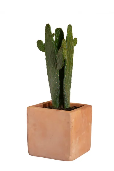 Cactus plant in a clay pot isolated, White background. Succulents or cactus plant. — Stock Photo, Image