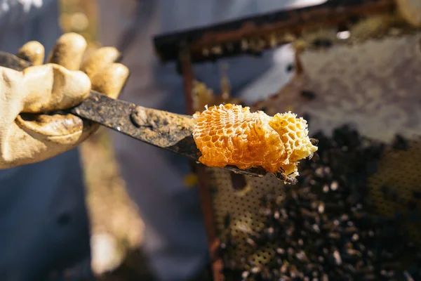 Zbliżenie pszczelarza trzymającego plaster miodu pełen pszczół. — Zdjęcie stockowe