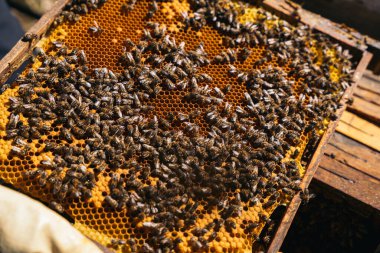 Arı yetiştiricisinin arılarla dolu bir peteği tuttuğu yakın plan..