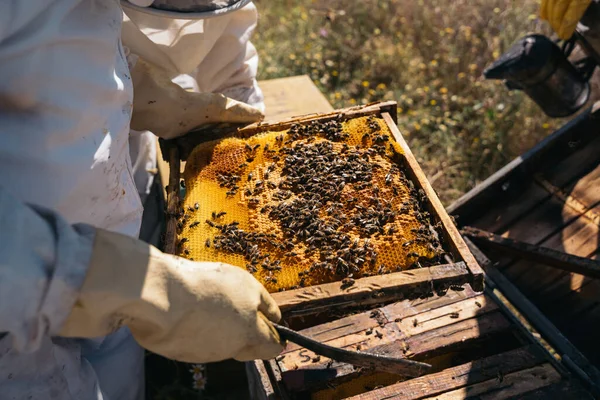 Biavlere arbejder på at indsamle honning. Begrebet økologisk biavl. - Stock-foto