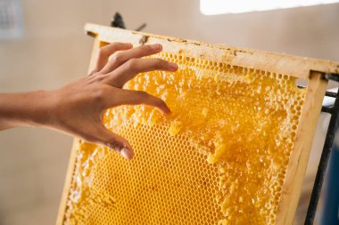 Arı yetiştiricisinin arılarla dolu bir peteği tuttuğu yakın plan..