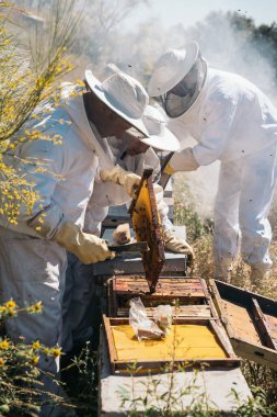 Arıcılar bal toplamaya çalışıyor. Organik arıcılık kavramı.
