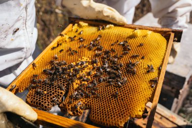 Arıcılar bal toplamaya çalışıyor. Organik arıcılık kavramı.