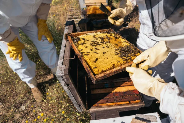 Biavlere arbejder på at indsamle honning. Begrebet økologisk biavl. - Stock-foto