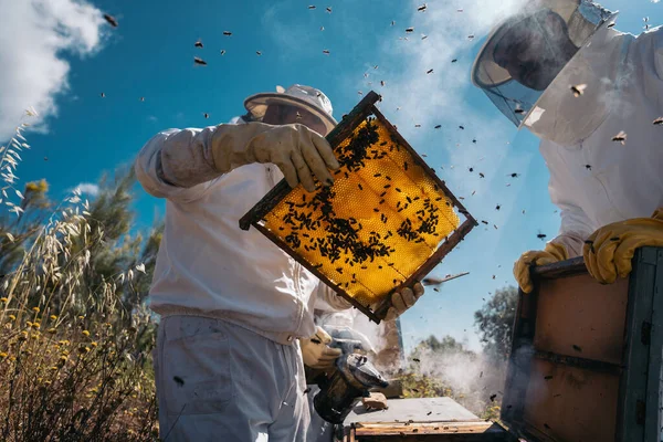 Apicultores trabajando para recolectar miel. Concepto de apicultura ecológica . — Foto de Stock
