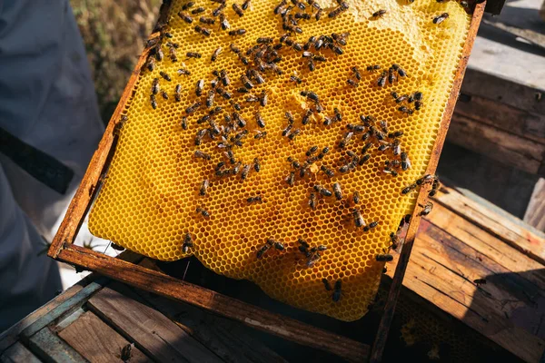 Zbliżenie pszczelarza trzymającego plaster miodu pełen pszczół. — Zdjęcie stockowe