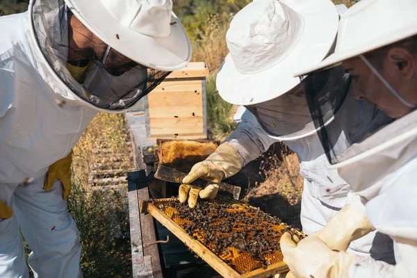 Pszczelarze zbierają miód. Koncepcja pszczelarstwa ekologicznego. — Zdjęcie stockowe