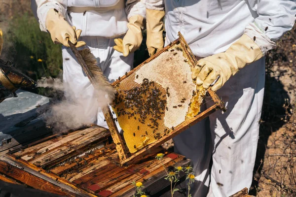 Pszczelarze zbierają miód. Koncepcja pszczelarstwa ekologicznego. — Zdjęcie stockowe