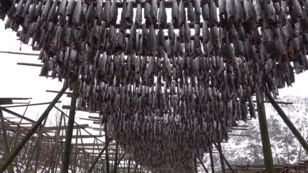 Noruego tradicional stockfish secado al aire libre en el sol por encima del cielo azul nublado. — Vídeos de Stock