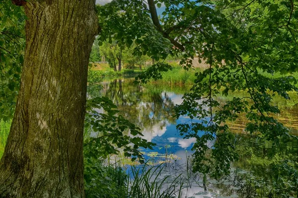 Reflexion Über Den Fluss Durch Laub Gesehen — Stockfoto