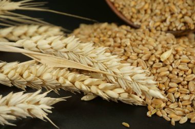 Taze çiğ buğday tohumu ve siyah bir arka plan bir elyaf besleyici Tahıl gıda ve sağlıklı beslenme veya gluten alerjisi kavramsal olgun buğday kulak. Ücretsiz kopya alanı