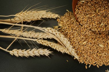 Taze çiğ buğday tohumu ve siyah bir arka plan bir elyaf besleyici Tahıl gıda ve sağlıklı beslenme veya gluten alerjisi kavramsal olgun buğday kulak. Ücretsiz kopya alanı
