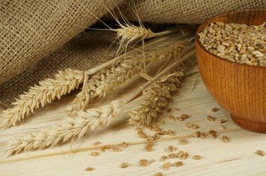 Taze çiğ buğday tohumu, kulak olgun buğday ve rustik ahşap arka plan kavramsal bir elyaf besleyici Tahıl gıda ve sağlıklı beslenme veya gluten alerjisi jüt torba. Ücretsiz kopya alanı