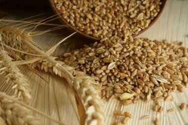 Taze çiğ buğday tohumu ve rustik ahşap arka plan kavramsal bir elyaf besleyici Tahıl gıda ve sağlıklı beslenme veya gluten alerjisi olgun buğday kulak. Ücretsiz kopya alanı