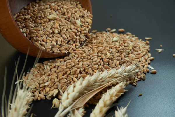 Taze çiğ buğday tohumu ve siyah bir arka plan bir elyaf besleyici Tahıl gıda ve sağlıklı beslenme veya gluten alerjisi kavramsal olgun buğday kulak. Ücretsiz kopya alanı