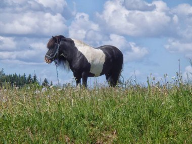 Arka planda mavi gökyüzü ve beyaz bulutlar ile karahindiba bir çayır siyah ve beyaz midilli ayakta