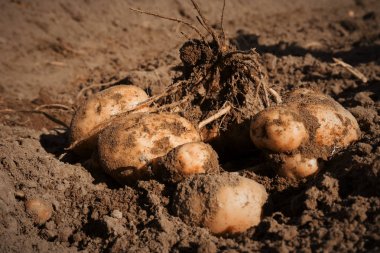 Ürün taze kazdık patates yere kadar yakın ve sığ alan derinliği yeni