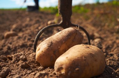 Taze hasat patates ve Bahçe sahada çatal. İşçiler sahada çalışmak. Kadar yakın ve alan derinliği sığ