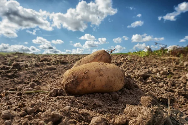 Fresh harvested potatoes on the field, dirt after harvest at organic family farm. Blue sky and clouds. Close up and shallow depth of field, blurred background