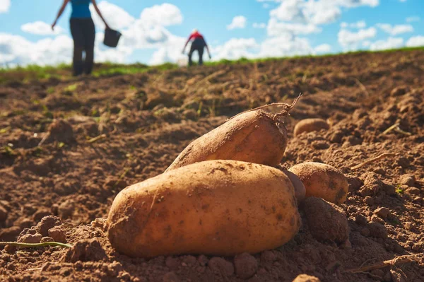 Fresh harvested potatoes on the field, dirt after harvest at organic family farm. Blue sky and clouds, workers work on the field. Close up and shallow depth of field, blurred background